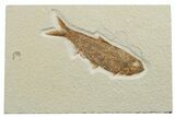 Detailed Fossil Fish (Knightia) - Wyoming #248256-1